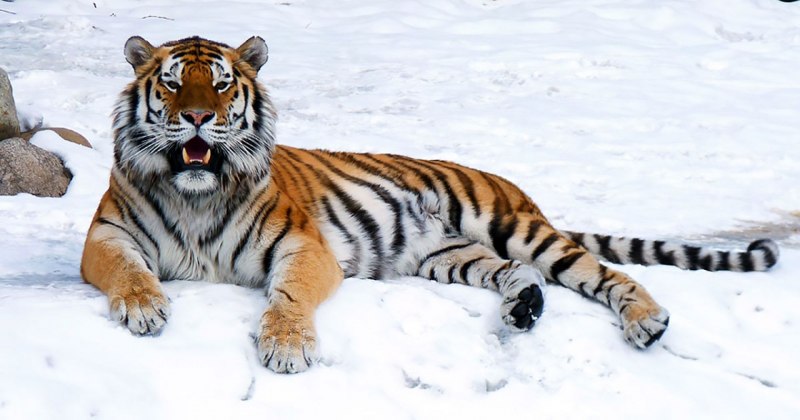 Рысь — Lynx Lynx