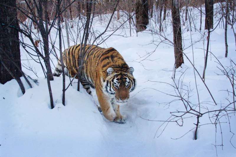 Тайгер тигр