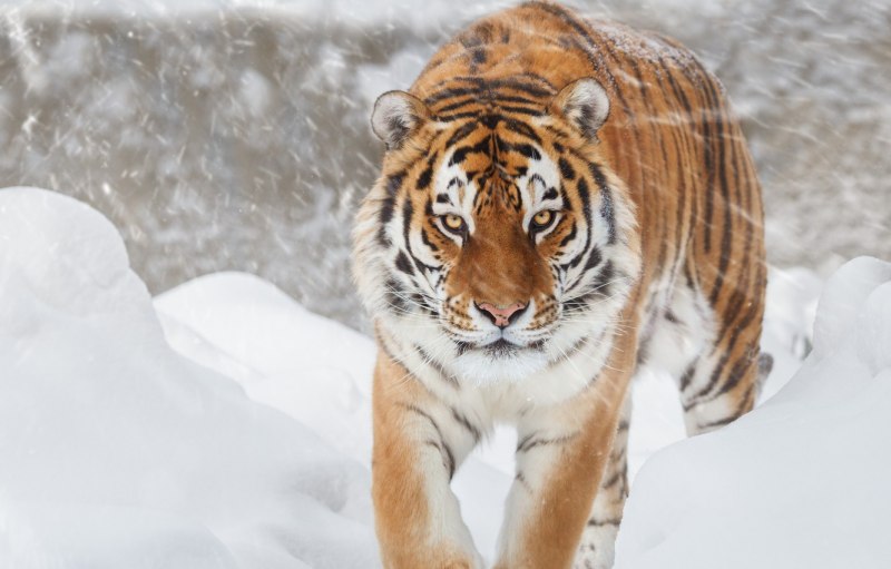 Дальневосточный Амурский Лесной кот