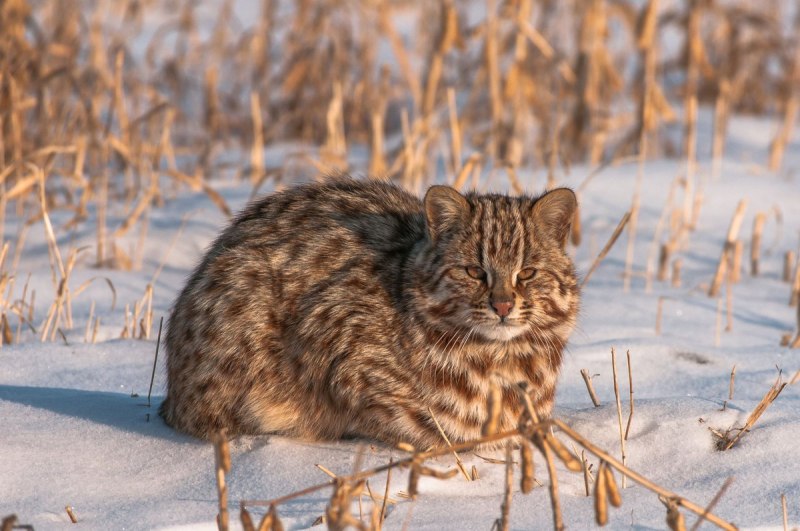Дальний Восток Амурский тигр