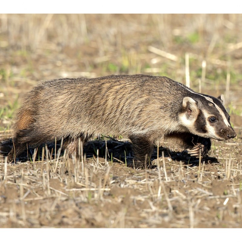 Американские Барсуки (Taxidea Taxus)