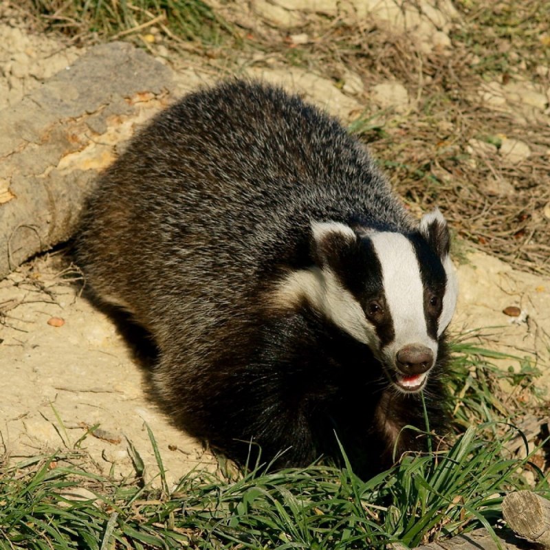 Американские Барсуки (Taxidea Taxus)