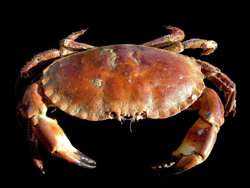 Крабы Brachyura