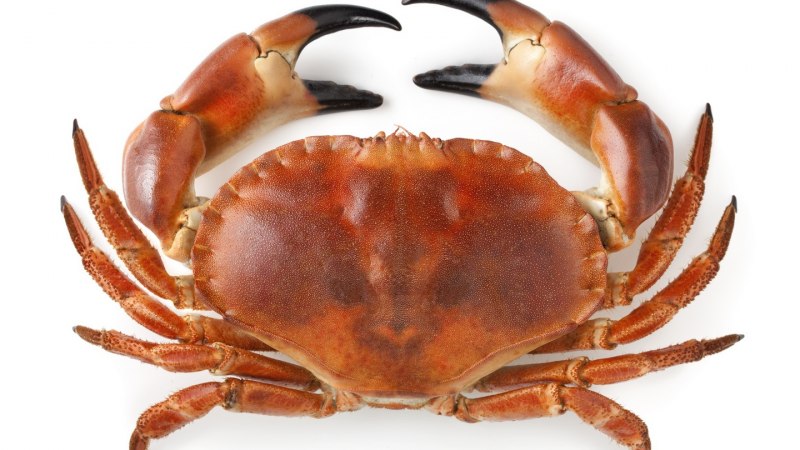 Cancer Pagurus