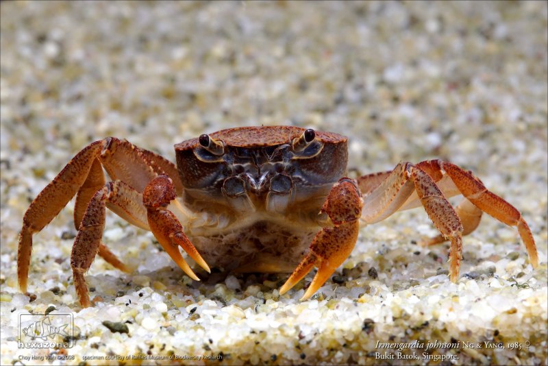 Краб маленький морской