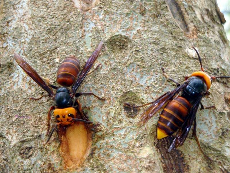 Шершень Vespa velutina