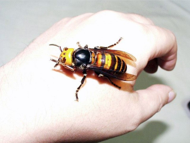 Vespa mandarinia Шершень