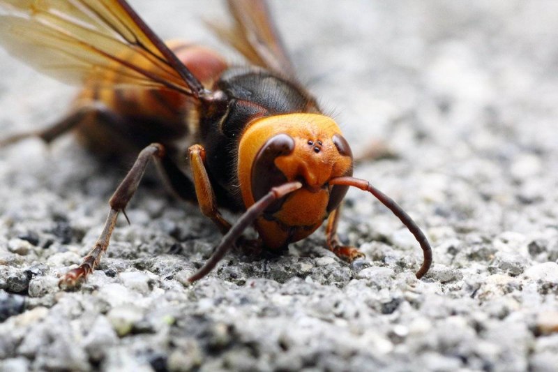 Шершень Vespa crabro