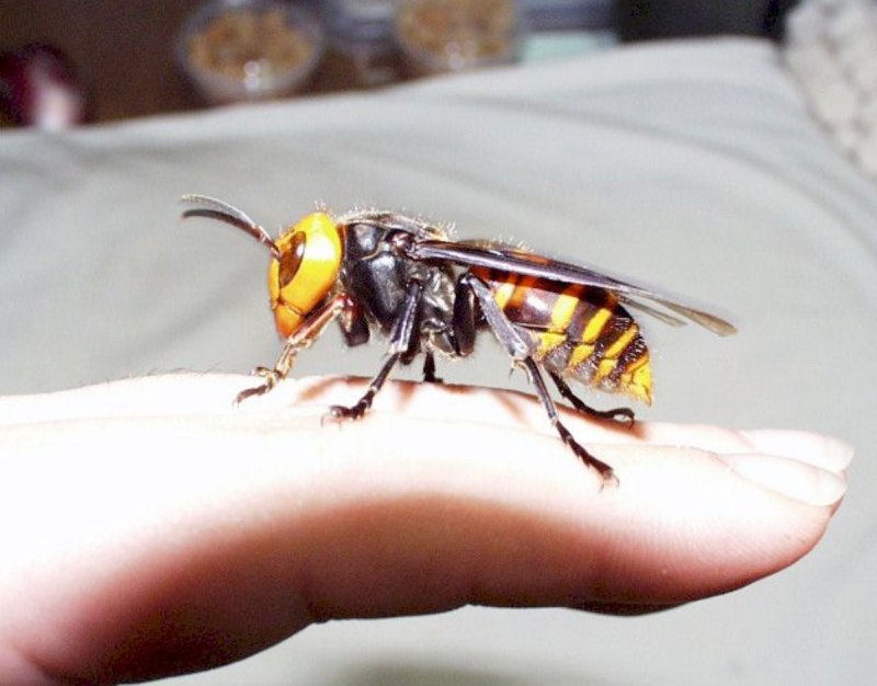 Vespa mandarinia Шершень