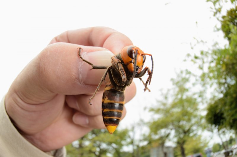 Vespa mandarinia Шершень