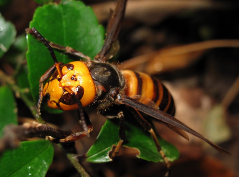 Vespa mandarinia Шершень