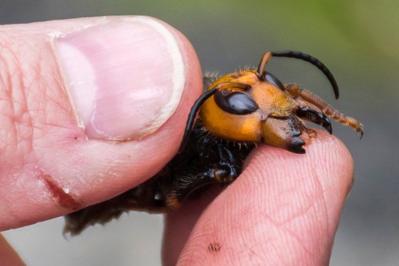 Шершень Vespa velutina