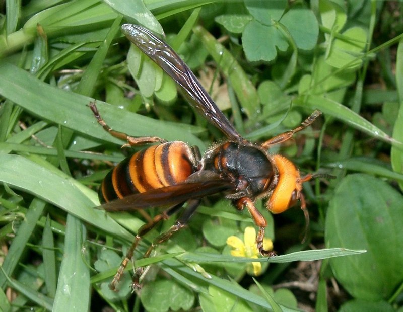 Vespa mandarinia Шершень