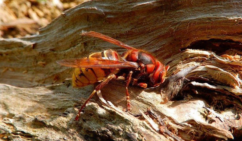 Vespa mandarinia Шершень
