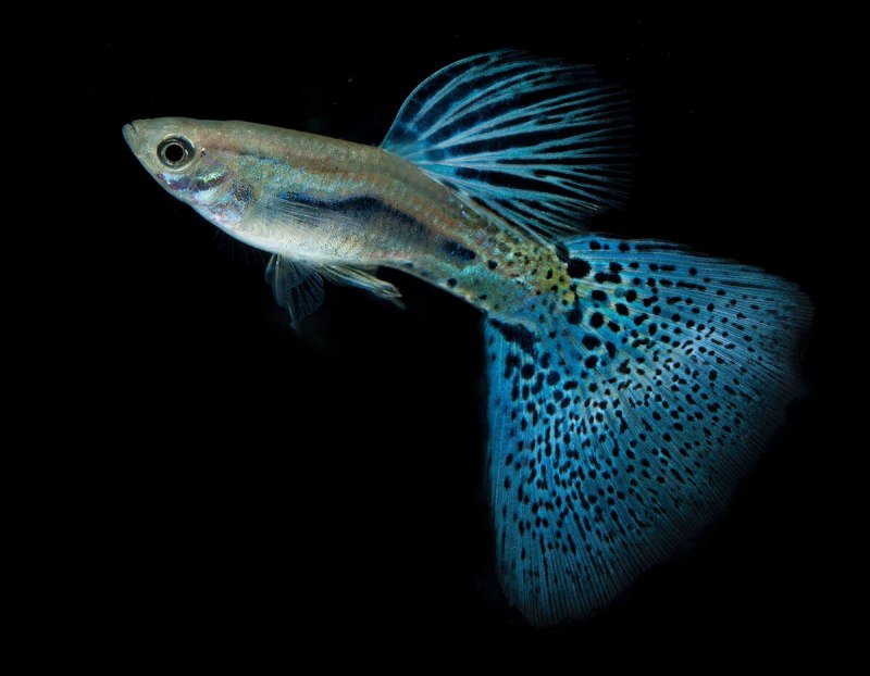 Guppy Fish моллюски