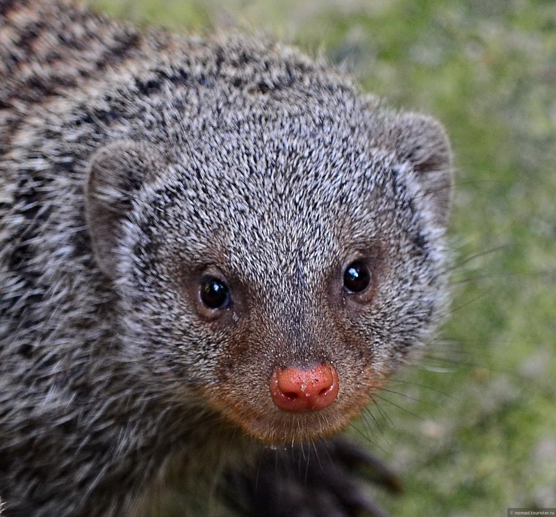 Collared Mongoose