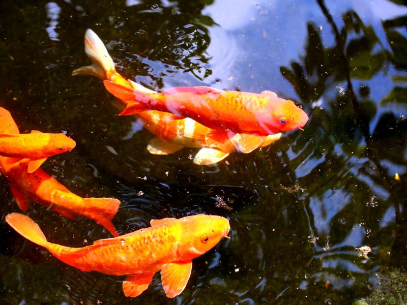 Cyprinus Carpio Koi