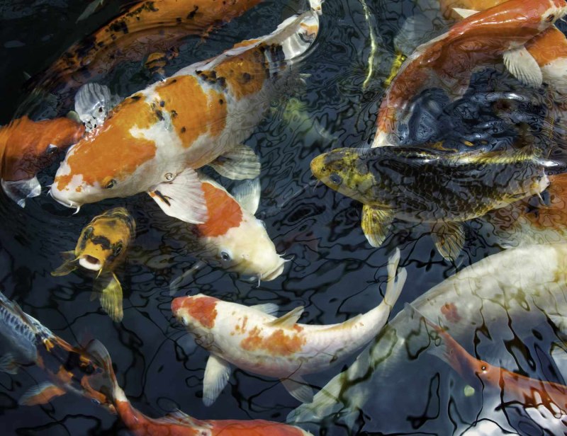 Сазан (Cyprinus Carpio)
