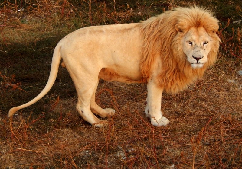 Ранний Европейский Лев