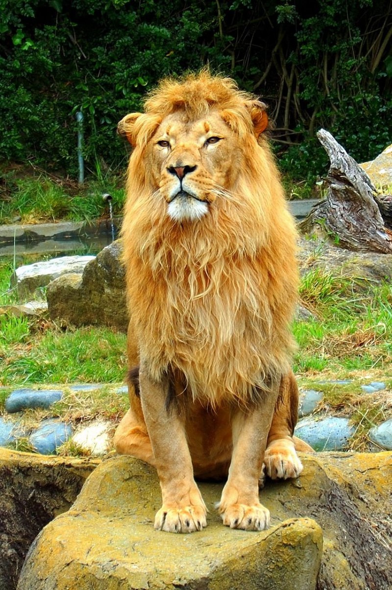 Кошачья грива
