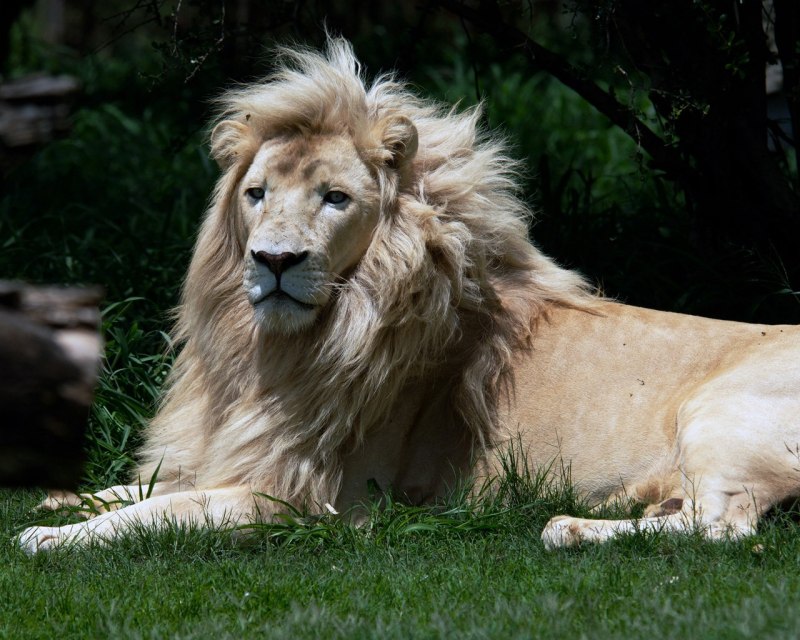Королев Лев