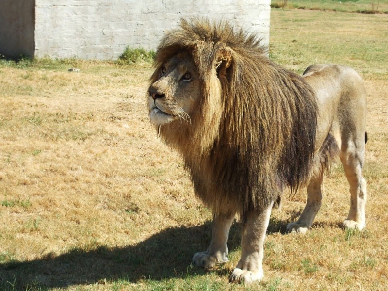 Лев чип Тайган