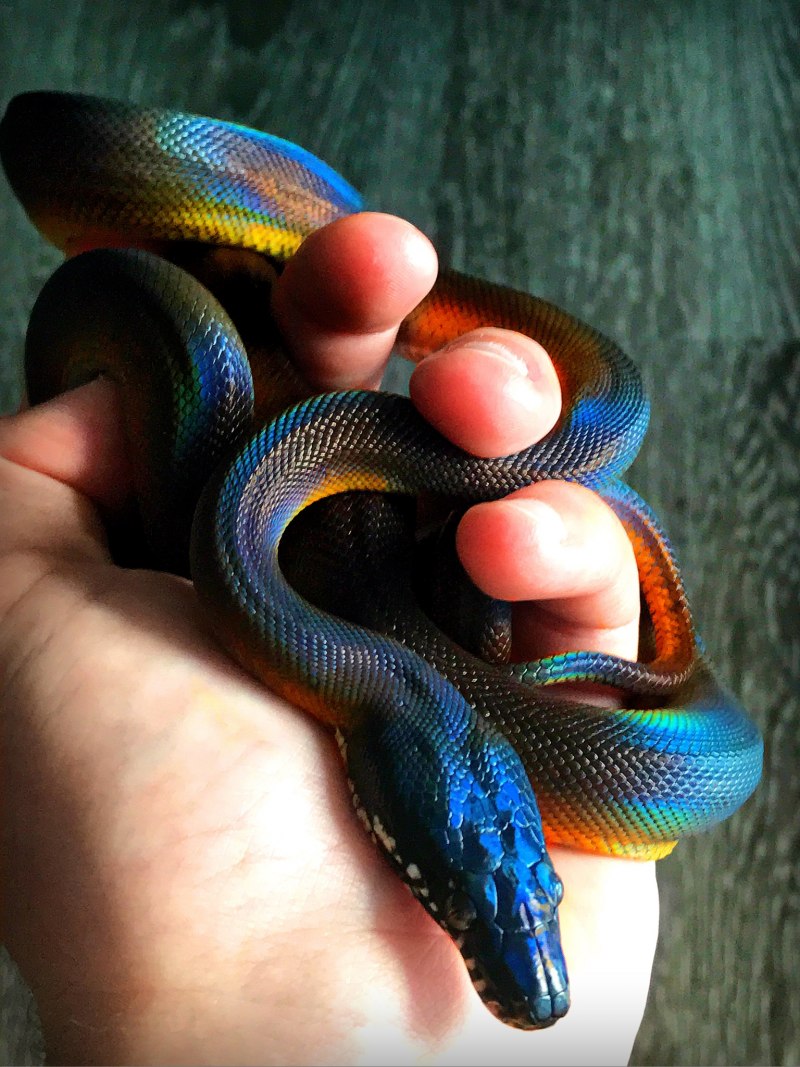 Питон Morelia viridis