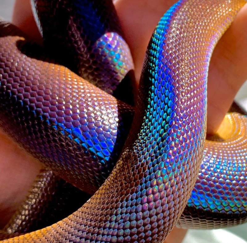 Green Tree Python синий