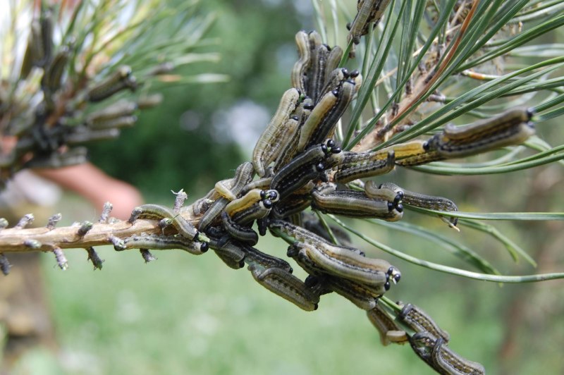 Cimbex connatus