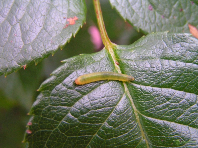 Tenthredopsis sordida