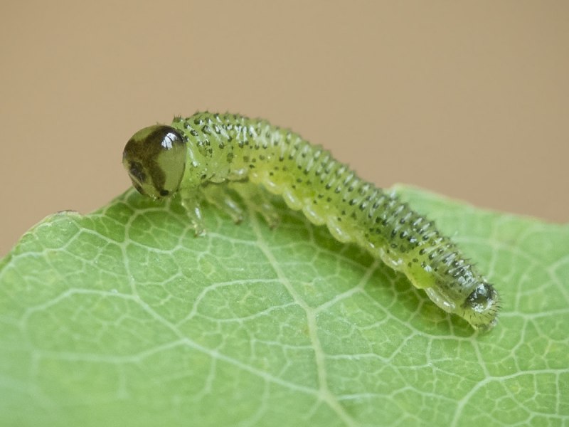 Cimbicidae