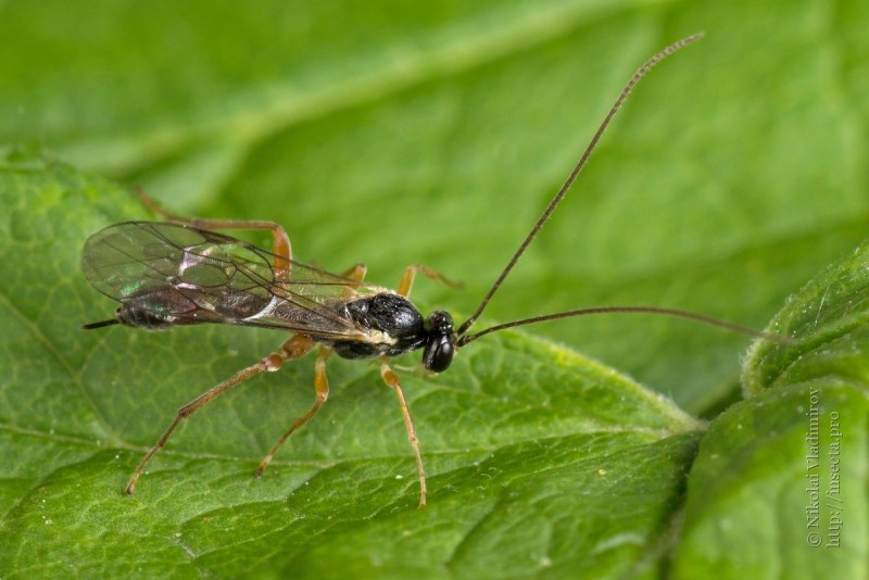 Euura mucronata