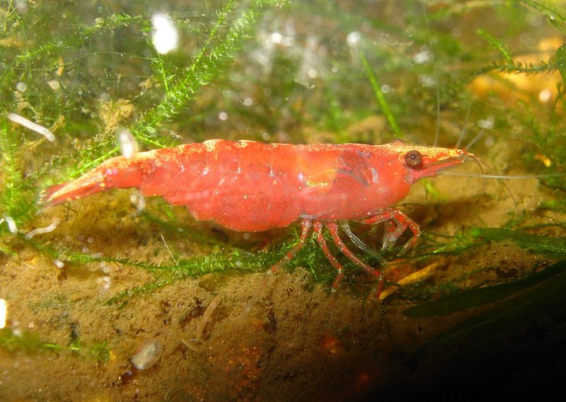 Креветка Red Fire
