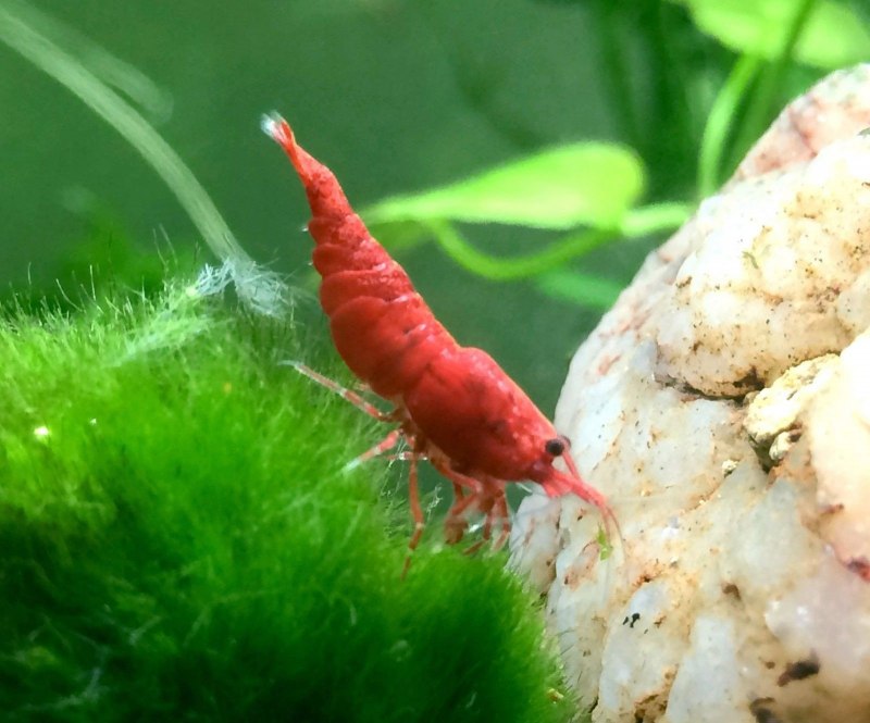 Neocaridina самки