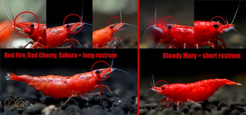 Креветки красный Кристалл Crystal Red Shrimp