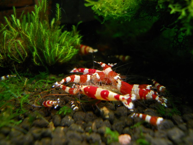 Креветки красный Кристалл Crystal Red Shrimp
