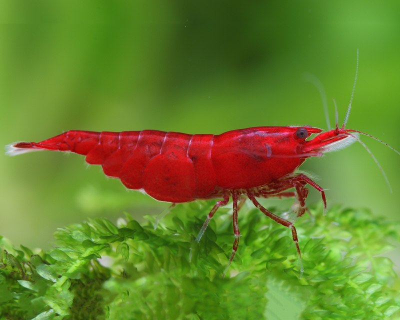 Креветки Neocaridina heteropoda