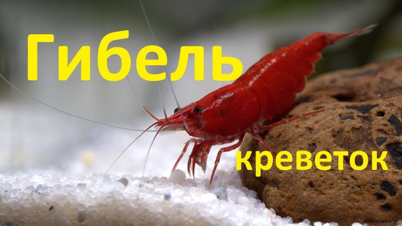 Пильчатая креветка и обычная креветка
