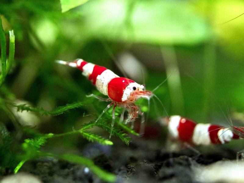 Креветки красный Кристалл Crystal Red Shrimp