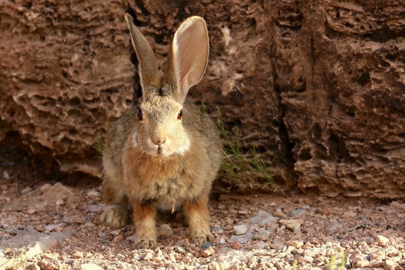 Lepus alleni