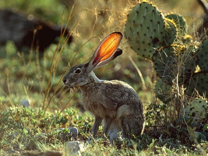 Lepus microtis