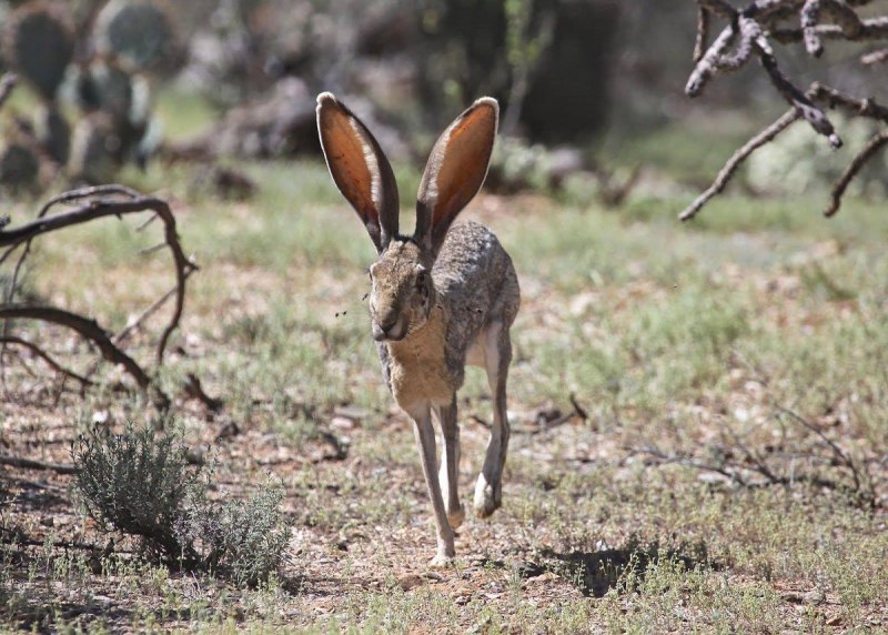 Китайский заяц (лат. Lepus sinensis)