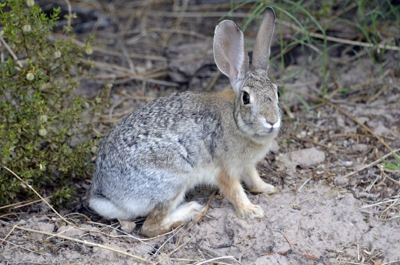 Bunolagus monticularis