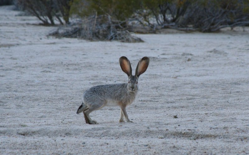 Lepus alleni