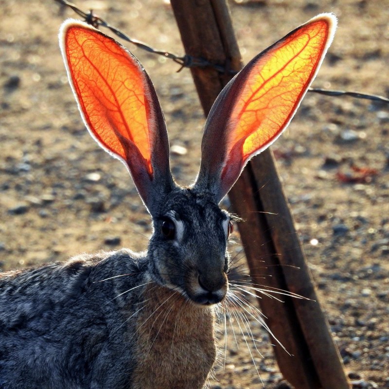 Cottontail Rabbit