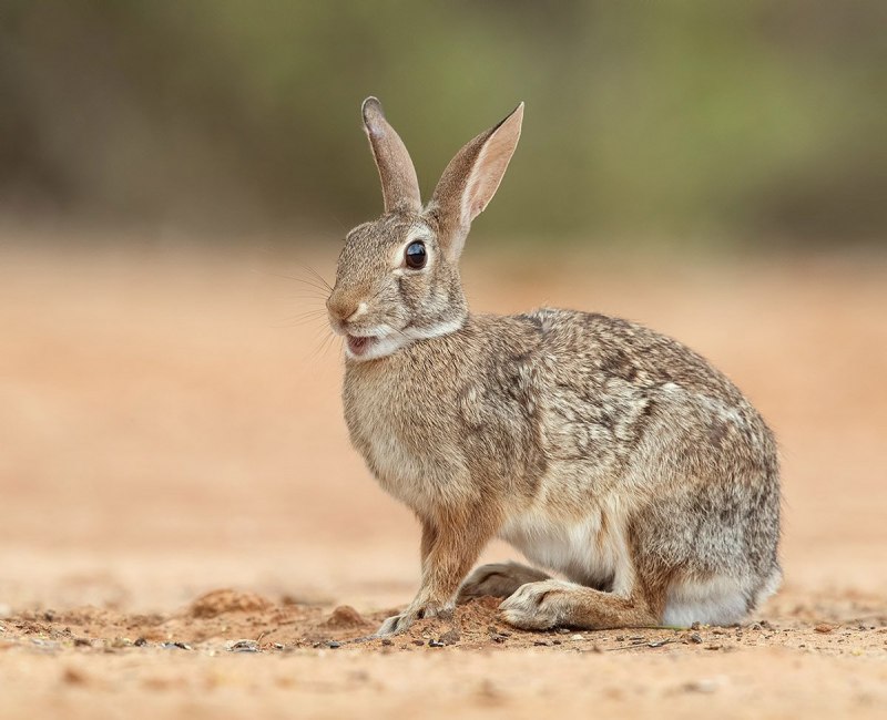 Степной кролик (Sylvilagus audubonii)