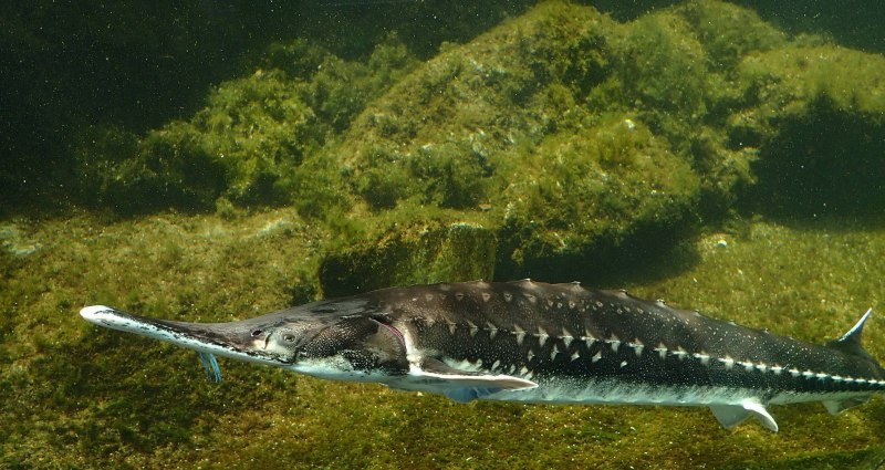Севрюга – Acipenser stellatus Pallas, 1771