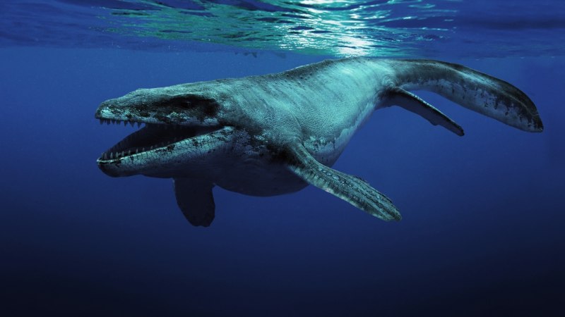 Североамериканский мезозавр Mosasaurus