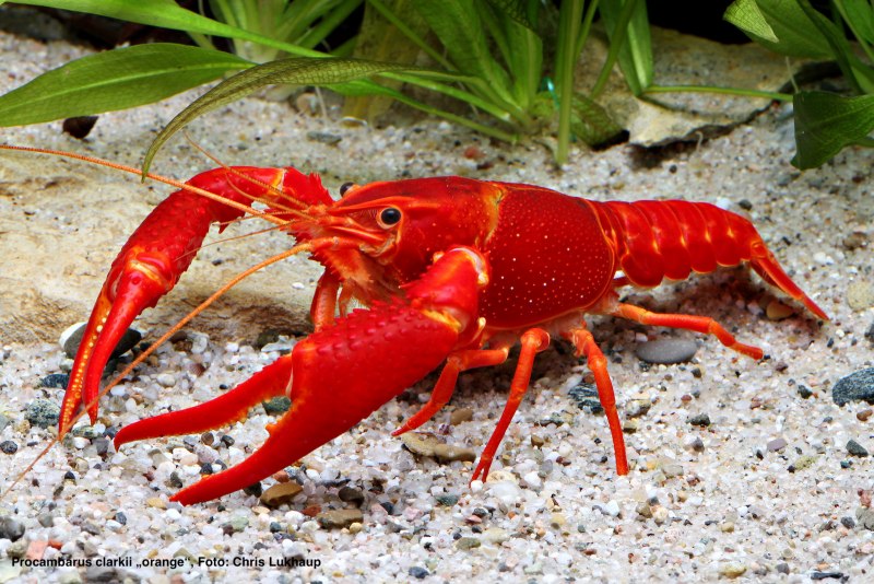 Procambarus clarkii