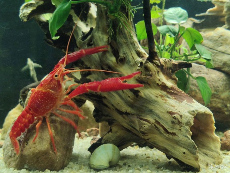 Procambarus clarkii фото